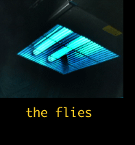 flies